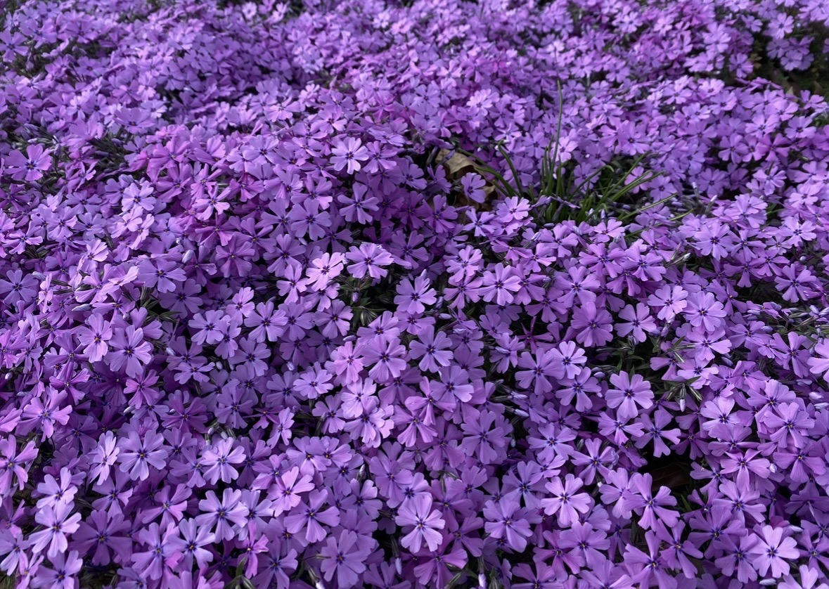 A field of vibrant purple phlox in bloom
